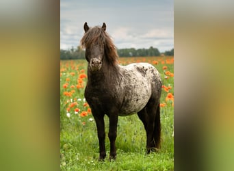 Poneys Shetland, Étalon, 5 Ans, 108 cm, Léopard