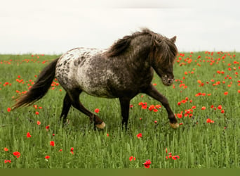 Poneys Shetland, Étalon, 5 Ans, 108 cm, Léopard