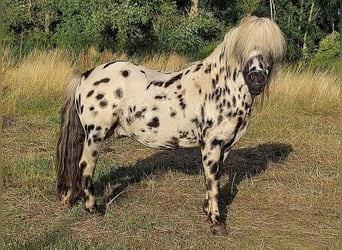 Poneys Shetland, Étalon, 16 Ans, 105 cm, Léopard