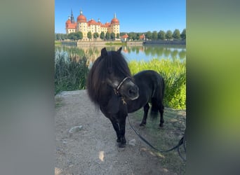 Poneys Shetland, Étalon, 25 Ans, 95 cm, Noir