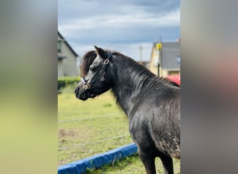 Poneys Shetland, Étalon, 25 Ans, 95 cm, Noir