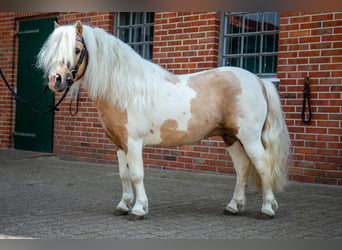 Poneys Shetland, Étalon, 9 Ans, 98 cm, Palomino