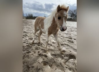 Poneys Shetland, Étalon, 9 Ans, 98 cm, Palomino