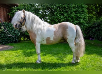 Poneys Shetland, Étalon, 9 Ans, 98 cm, Palomino