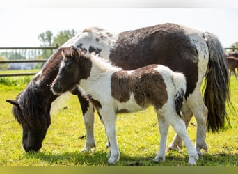 Poneys Shetland, Étalon, 9 Ans, 98 cm, Palomino