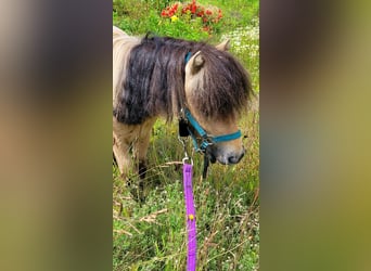 Poneys Shetland, Étalon, 3 Ans, 100 cm, Palomino