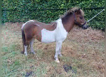 Poneys Shetland, Étalon, 1 Année, 83 cm, Pinto