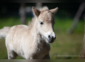 Poneys Shetland, Étalon, Poulain (06/2024), 100 cm, Alezan