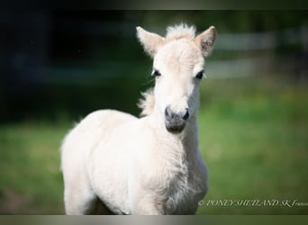 Poneys Shetland, Étalon, Poulain (06/2024), 100 cm, Alezan