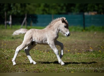 Poneys Shetland, Étalon, Poulain (06/2024), 100 cm, Alezan