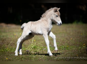 Poneys Shetland, Étalon, Poulain (06/2024), 100 cm, Alezan