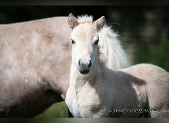 Poneys Shetland, Étalon, Poulain (06/2024), 100 cm, Alezan