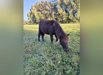 Poneys Shetland, Étalon, Poulain (04/2026), 100 cm, Bai brun foncé