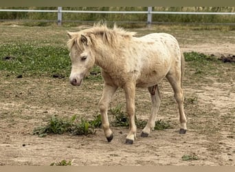 Poneys Shetland, Étalon, Poulain (04/2026), 100 cm, Champagne