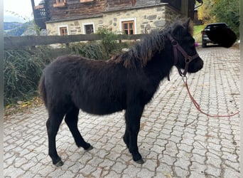 Poneys Shetland, Étalon, Poulain (05/2024), 100 cm, Gris