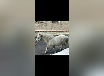 Poneys Shetland, Étalon, Poulain (04/2026), 100 cm, Palomino