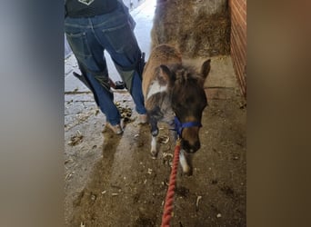 Poneys Shetland, Étalon, Poulain (05/2023), 100 cm, Pinto