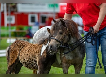 Poneys Shetland, Étalon, Poulain (05/2023), 100 cm, Pinto
