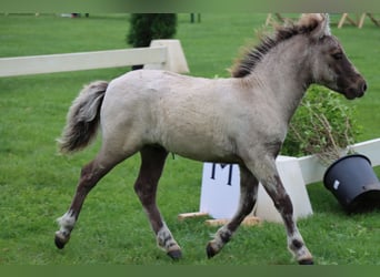 Poneys Shetland, Étalon, Poulain (04/2026), 102 cm, Isabelle