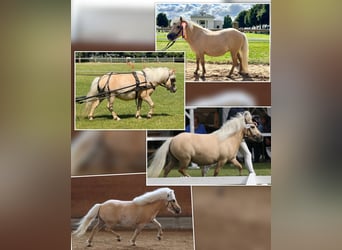 Poneys Shetland, Étalon, Poulain (04/2026), 103 cm, Dunalino