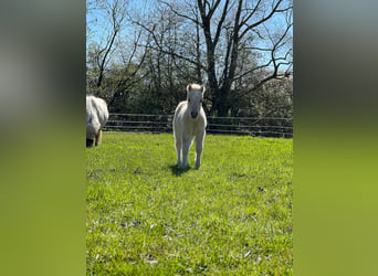 Poneys Shetland, Étalon, Poulain (04/2026), 103 cm, Palomino