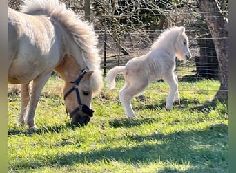 Poneys Shetland, Étalon, Poulain (04/2026), 103 cm, Palomino