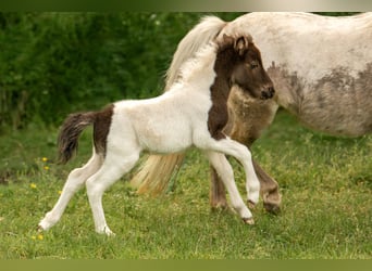 Poneys Shetland, Étalon, Poulain (05/2024), 103 cm, Tobiano-toutes couleurs