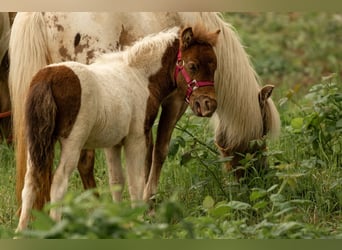 Poneys Shetland, Étalon, Poulain (05/2024), 103 cm, Tobiano-toutes couleurs