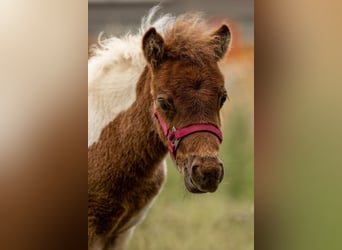 Poneys Shetland, Étalon, Poulain (05/2024), 103 cm, Tobiano-toutes couleurs