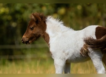 Poneys Shetland, Étalon, Poulain (05/2024), 103 cm, Tobiano-toutes couleurs