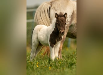 Poneys Shetland, Étalon, Poulain (05/2024), 103 cm, Tobiano-toutes couleurs