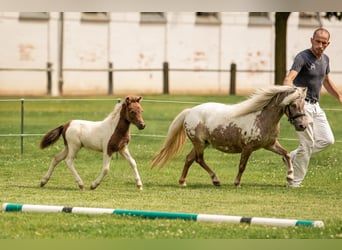 Poneys Shetland, Étalon, Poulain (05/2024), 103 cm, Tobiano-toutes couleurs