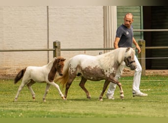 Poneys Shetland, Étalon, Poulain (05/2024), 103 cm, Tobiano-toutes couleurs