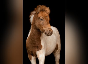 Poneys Shetland, Étalon, Poulain (05/2024), 103 cm, Tobiano-toutes couleurs