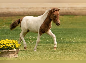 Poneys Shetland, Étalon, Poulain (05/2024), 103 cm, Tobiano-toutes couleurs