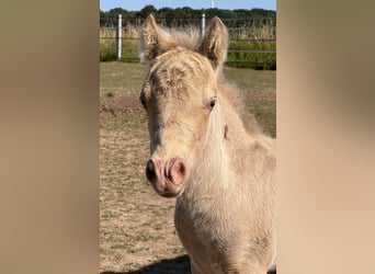Poneys Shetland, Étalon, Poulain (05/2026), 104 cm, Champagne