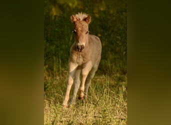 Poneys Shetland, Étalon, , 105 cm, Léopard