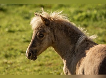 Poneys Shetland, Étalon, Poulain (05/2025), 105 cm, Léopard