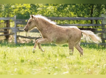 Poneys Shetland, Étalon, Poulain (05/2025), 105 cm, Léopard