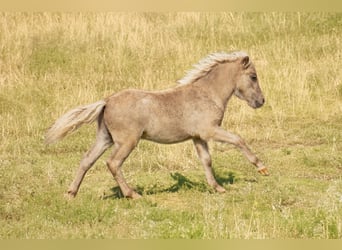 Poneys Shetland, Étalon, Poulain (05/2025), 105 cm, Léopard