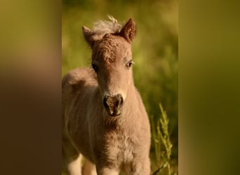 Poneys Shetland, Étalon, , 105 cm, Léopard
