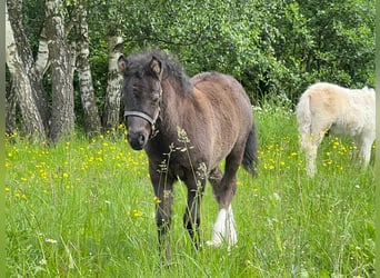 Poneys Shetland, Étalon, Poulain (05/2026), 105 cm, Tobiano-toutes couleurs