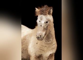 Poneys Shetland, Étalon, Poulain (04/2024), 108 cm, Léopard