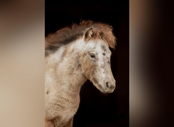 Poneys Shetland, Étalon, Poulain (04/2024), 108 cm, Léopard