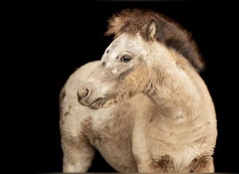 Poneys Shetland, Étalon, Poulain (04/2024), 108 cm, Léopard