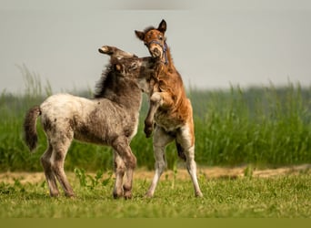 Poneys Shetland, Étalon, Poulain (04/2024), 108 cm, Léopard