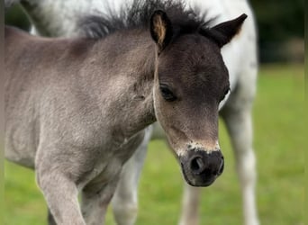 Poneys Shetland, Étalon, , 108 cm, Noir