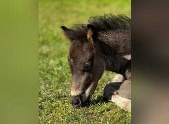 Poneys Shetland, Étalon, , 108 cm, Noir