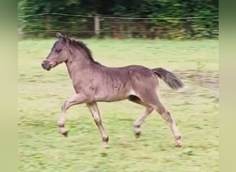 Poneys Shetland, Étalon, , 108 cm, Noir