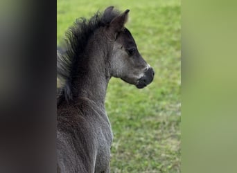 Poneys Shetland, Étalon, , 108 cm, Noir